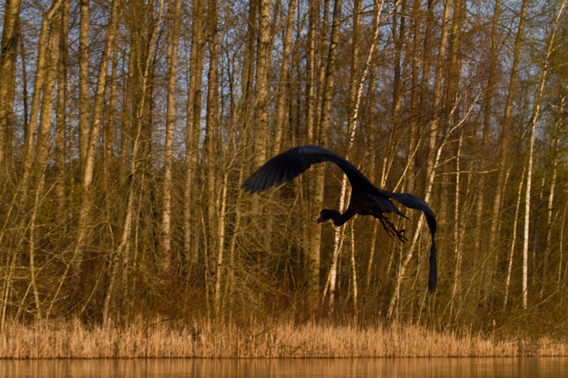 Great Blue Heron In Flight